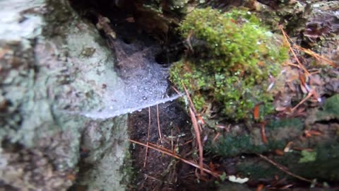 Cobweb