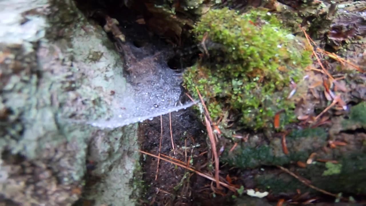 Cobweb
