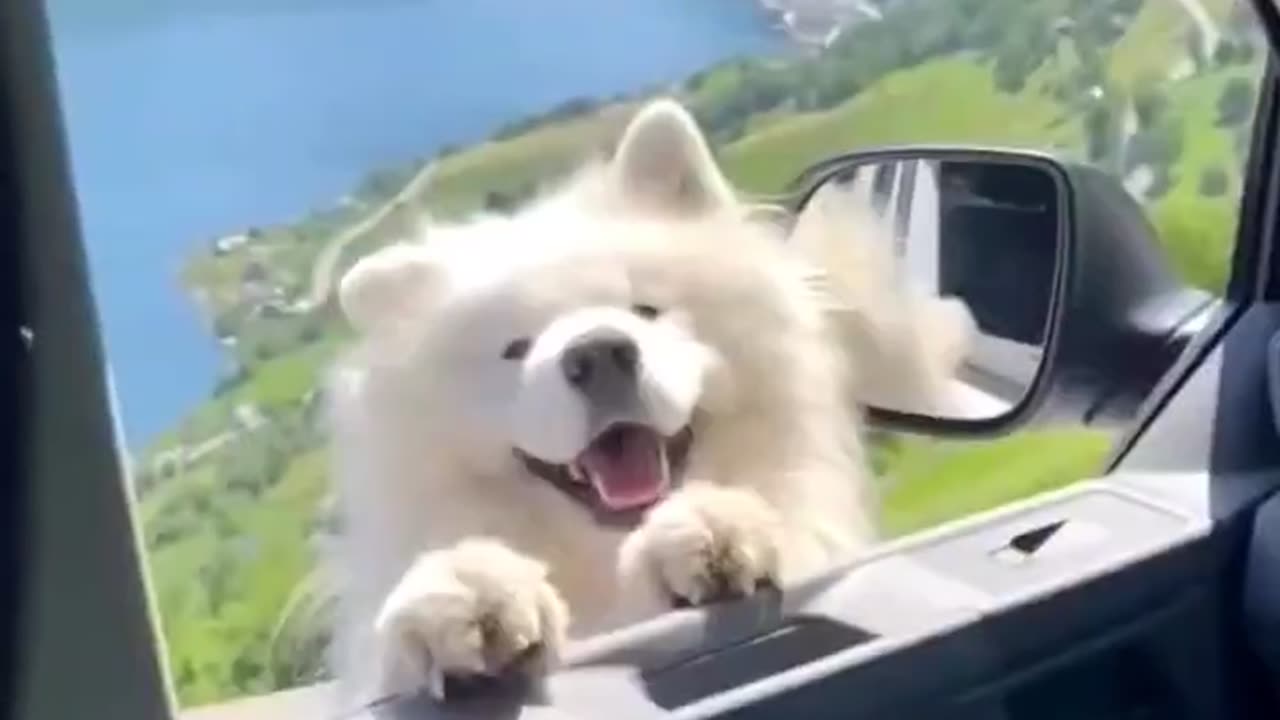 Cute Dog Debut Plan