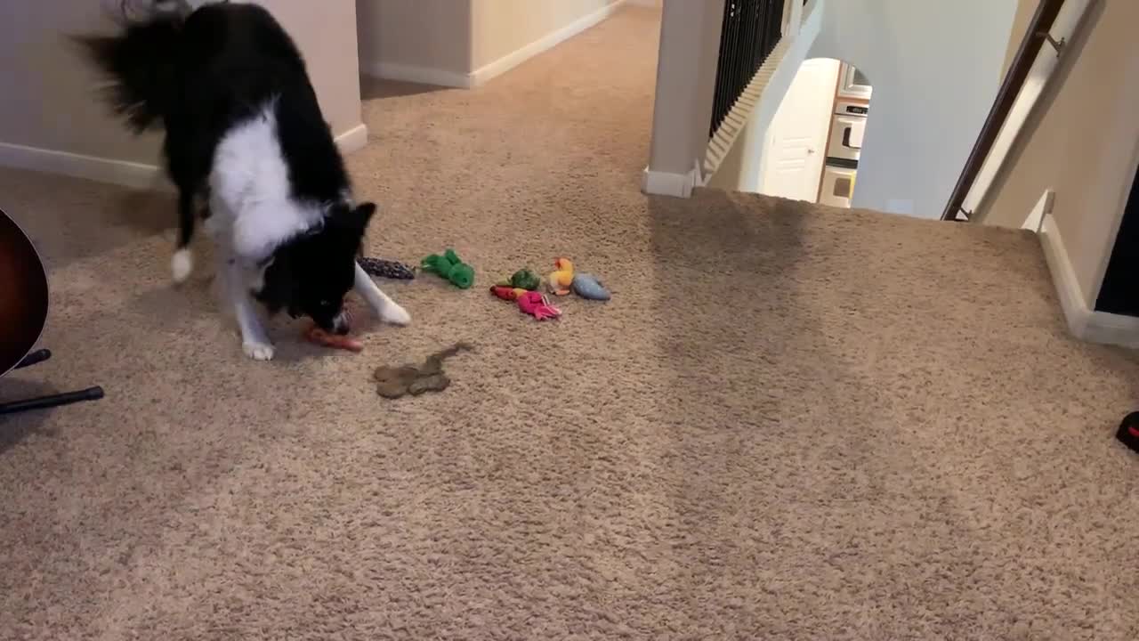 Scoti the Amazing Border Collie