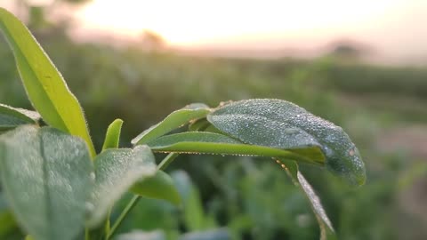 Morning at Village