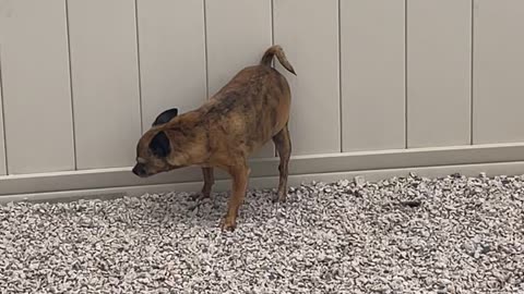 Chihuahua Poops on Fence