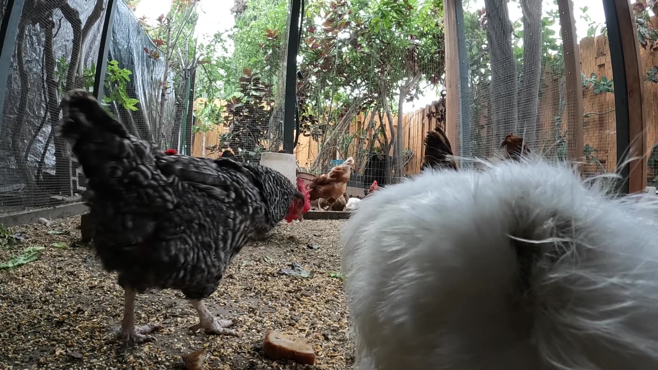 Backyard Chickens Fun Relaxing Sounds Noises Hens Roosters!