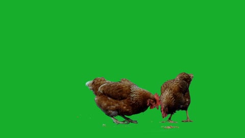 Chicken on Green Screen