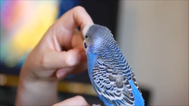 Funny Birds Singing And Talking!