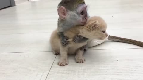 CUTE CAT, CAT AND CHILDREN'S FRIENDSHIP