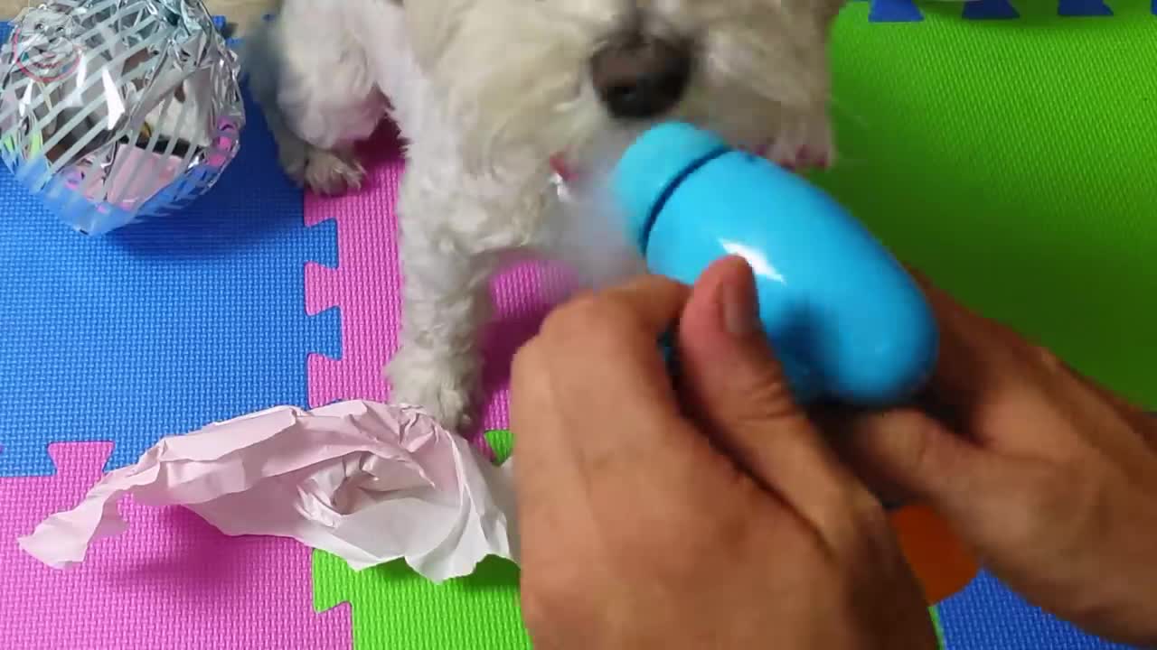 FIESTA SORPRESA de CUMPLEAÑOS de Mi PERRO 🥳🥳🤡 ANIMA DOGs