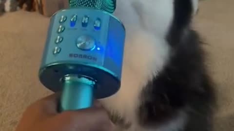 husky funny vedio while singing