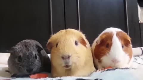 3 Guinea Pigs Looking So Cute Chewing On Carrots