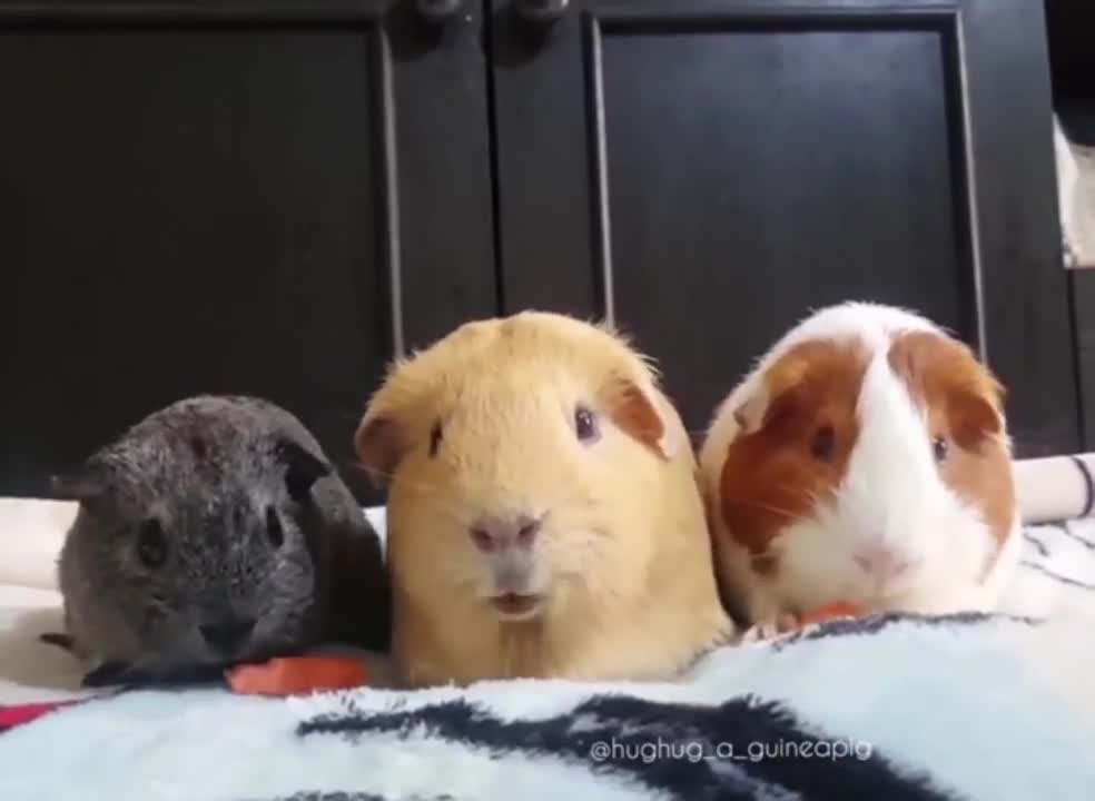 3 Guinea Pigs Looking So Cute Chewing On Carrots