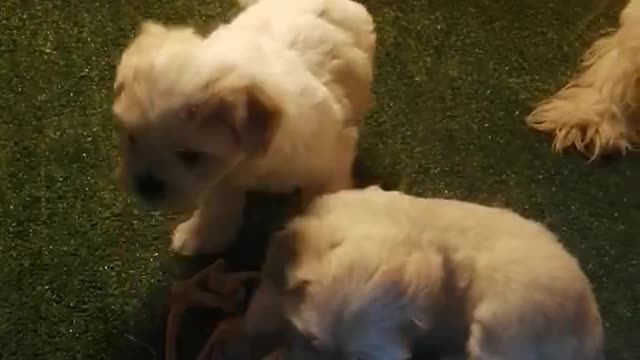 puppies playing together