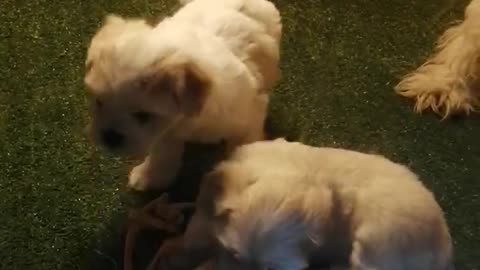 puppies playing together