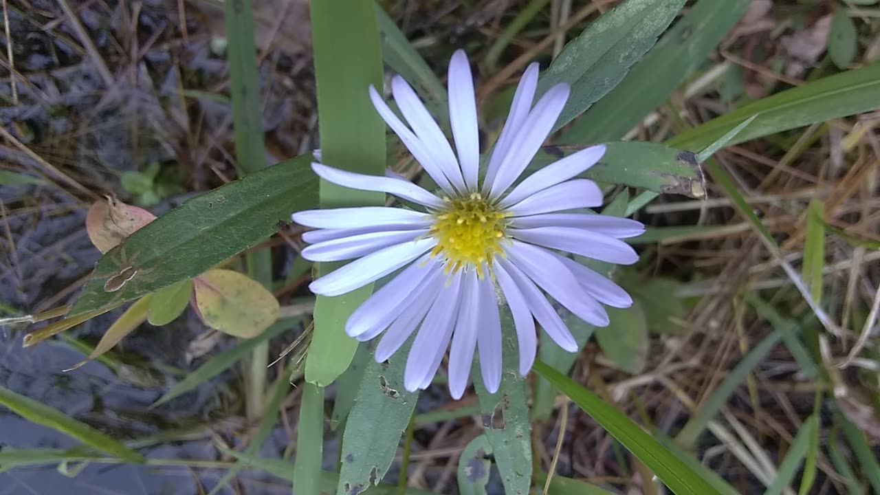 Aster