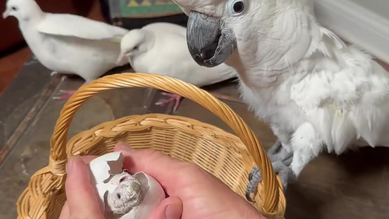 Birds eating the food