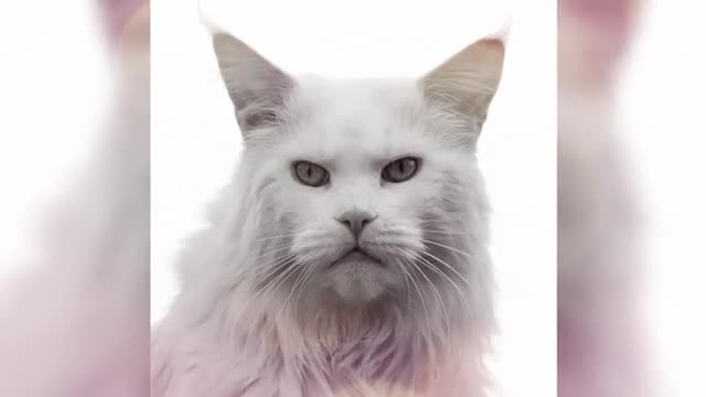 Only Cats Can Hear ! Special Frequencies For Cat 😂💕🙄
