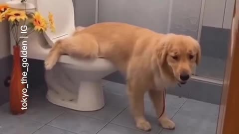 # Dog, it's very hygienic #Thank you for your attention