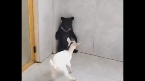 Funny Bear and goat scared each other