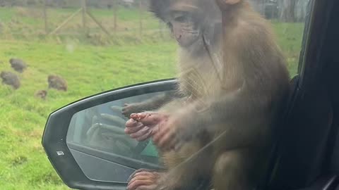 Baby Monkey Climbs on Car at Drive-Thru Safari Park
