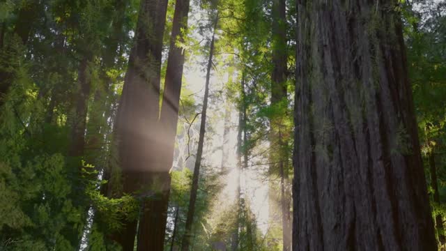 Beautiful Relaxing Music, Peaceful Instrumental Music, Nature Dreams The Big Sur
