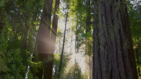 Beautiful Relaxing Music, Peaceful Instrumental Music, Nature Dreams The Big Sur