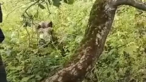 Una manada de jabalíes obliga a una familia a subirse a un árbol
