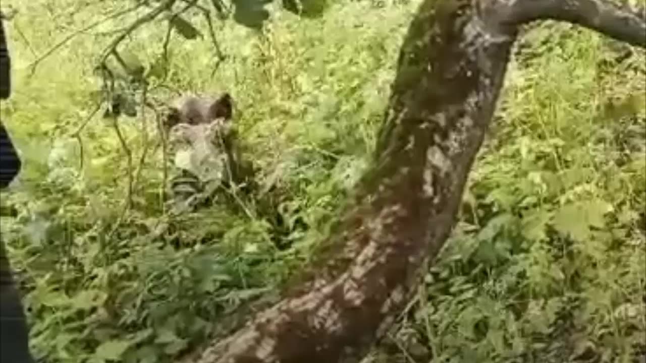 Una manada de jabalíes obliga a una familia a subirse a un árbol