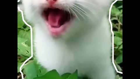 Cute cat