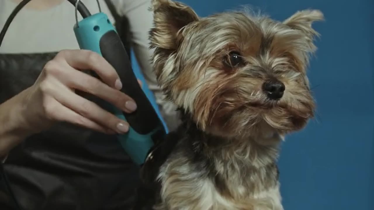 New Funny Animals 2023 ๐น Funniest Cats and Dogs Videos ๐๐ถ#funnycats #funnydogs #funnyanimals