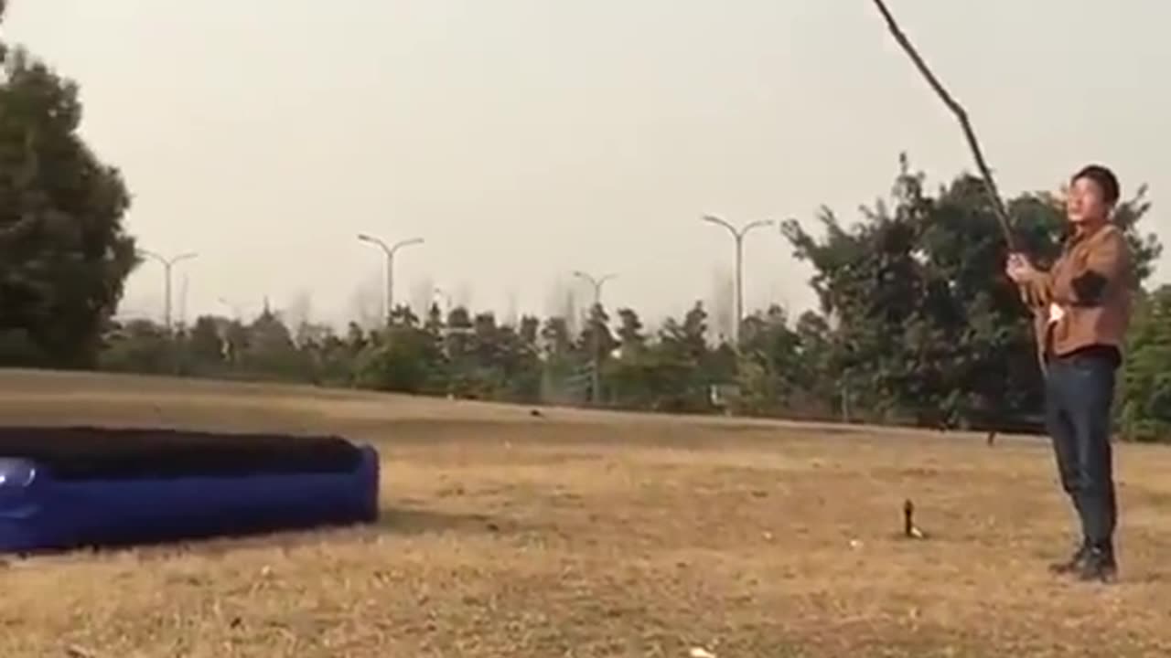 Training dog