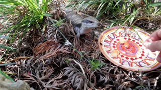 Blue Tongue Skink loves peach