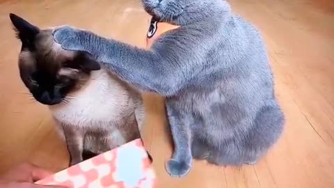 Very Legendary Cat Compilation Videos 2023 |