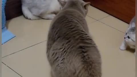 2 cats get in to A FIGHT