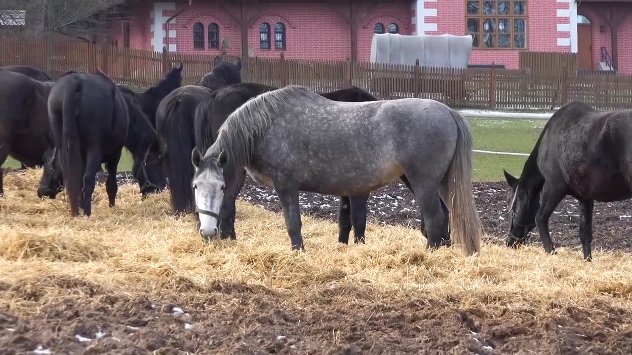 Horses 4K Scenic Youtube Music Video _ Relaxation Video Background Music _ Horses 4K Scenic Footage