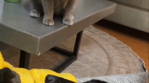 this cat is jealous of puppy friend