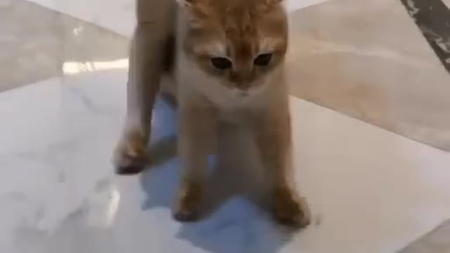 Cute cats