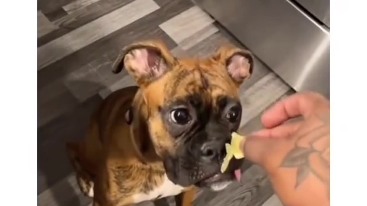 "Canine Taste Test: Hilarious Reactions as Dogs Try Eating Lemons for the First Time! 🍋😂"