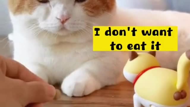 Perfect way to give medicine to a cat funny video