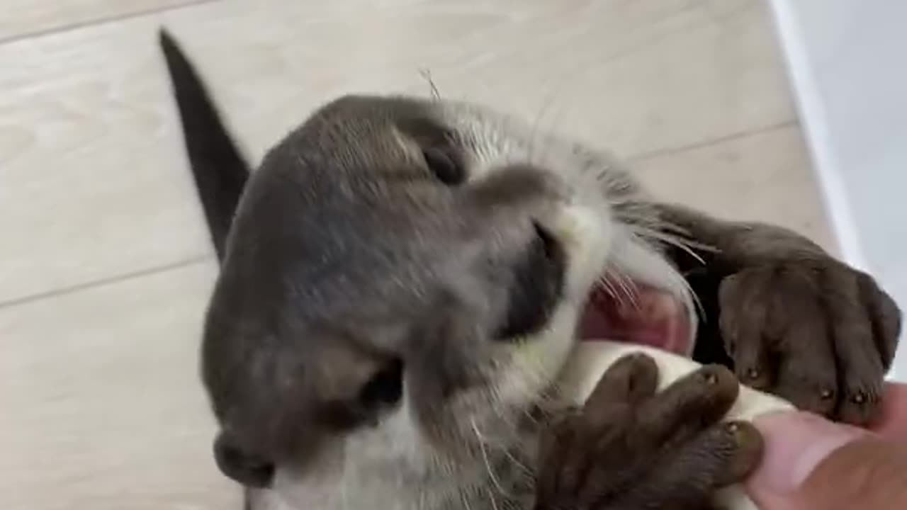 The otter is very hungry !!! 🦦🦦🦦