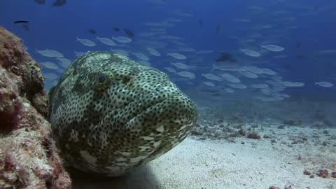 Dakuwaqa's Garden - Underwater footage from Fiji & Tonga