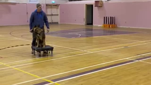 Free shaping k9 training