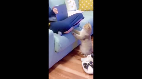 Funny animals - Funny cats _ dogs - Funny animal videos