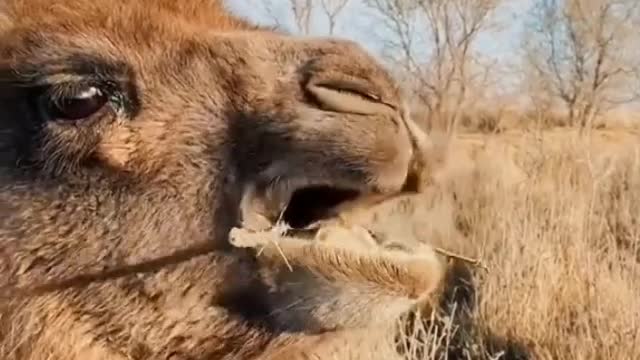 Who's ever seen a baby camel?