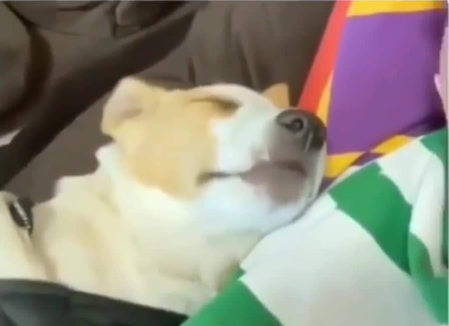 What does he dream about?