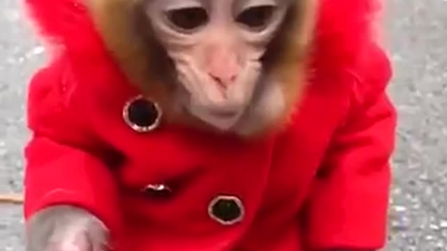 Funnyy monkey