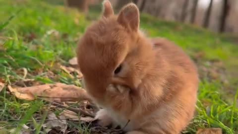 funny cats funny dogs animals video #111 11