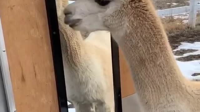 Confused Alpaca Sees Himself in the Mirror