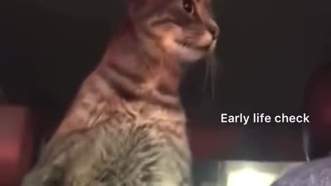 honey's cat checks the wiki