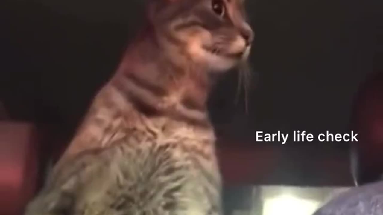 honey's cat checks the wiki