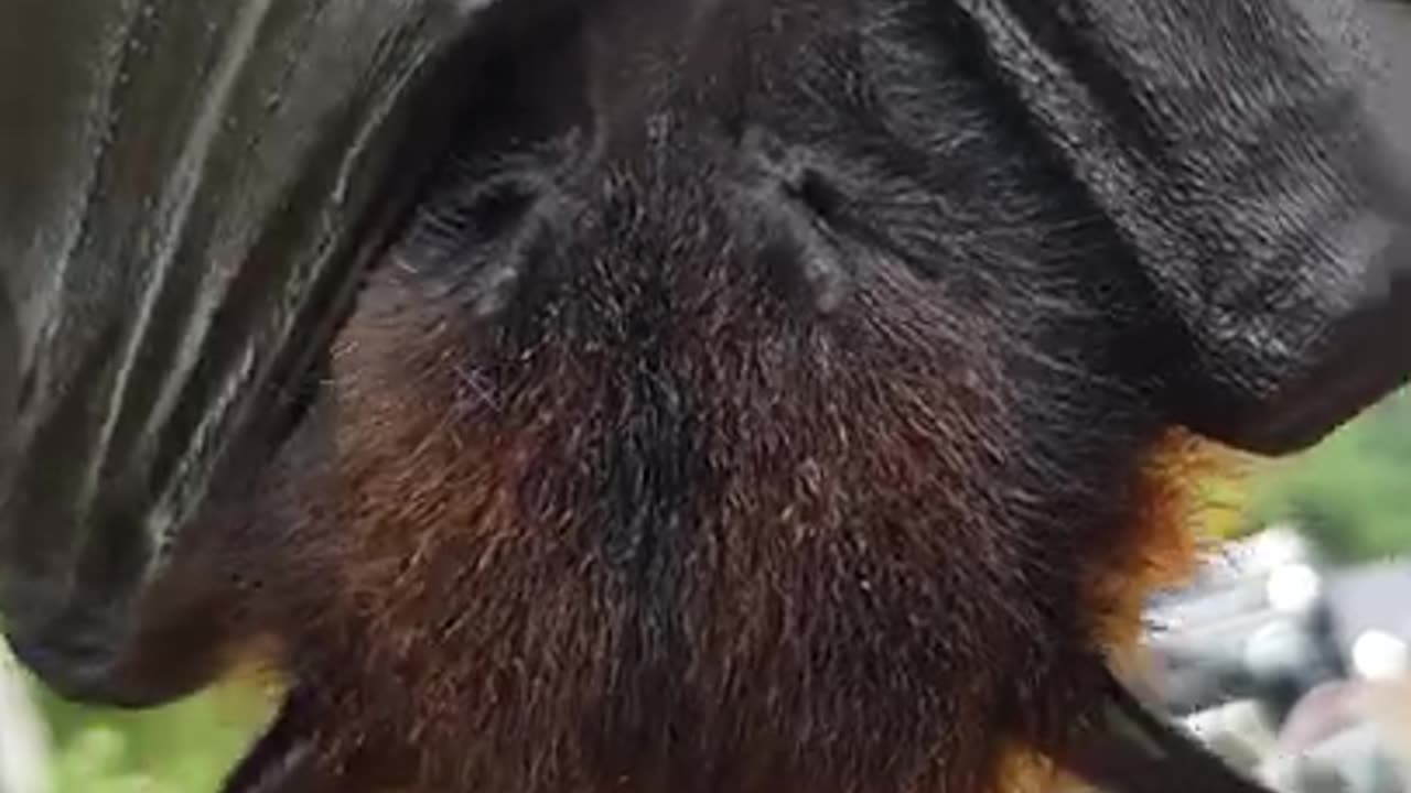EVER SEEN A FLYING FOX SNEEZE?