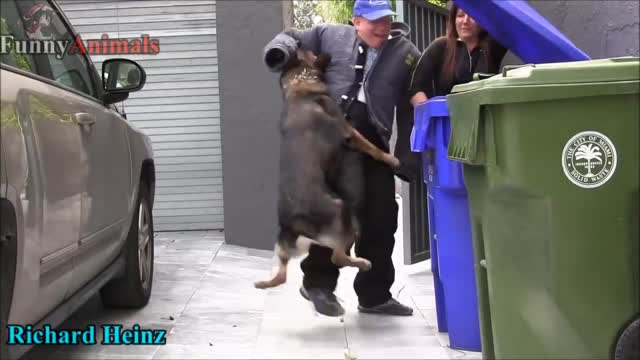 Dogs protecting their owners dog 🐕